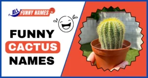 Funny Cactus Names