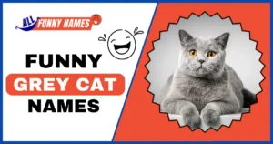 Funny Grey Cat Names