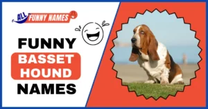 Funny Basset Hound Names