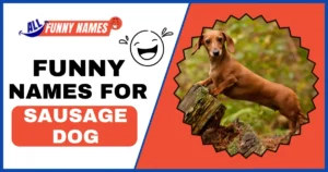 Funny Names For A Sausage Dog