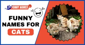Funny Names For Cats