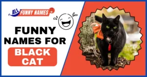 Funny Names For Black Cat