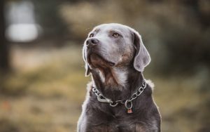 Choosing the Right Dog Chain Collar The Self Help Guide to Comfort and Control