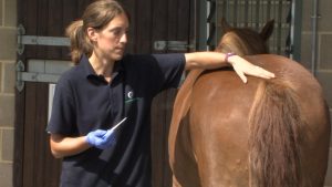 Essential Equine First Aid Skills Every Horse Owner Should Know