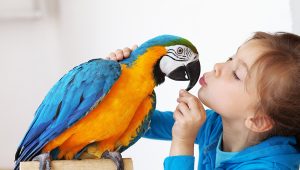 Safely Giving Antibiotics To Your Pet Bird